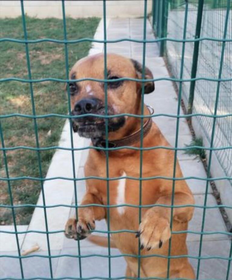 Pontassieve, cane abbandonato dai padroni. Adesso Diego è al sicuro. Come adottarlo