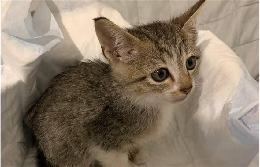 Il gattino trovato a Barberino