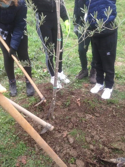 La festa dell'albero