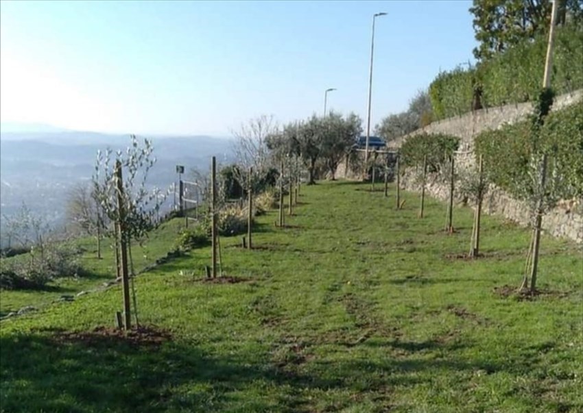 l'oliveta della memoria