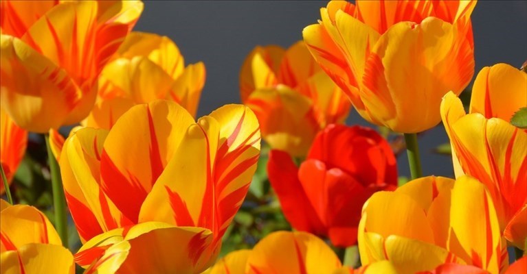tulipani a Scandicci