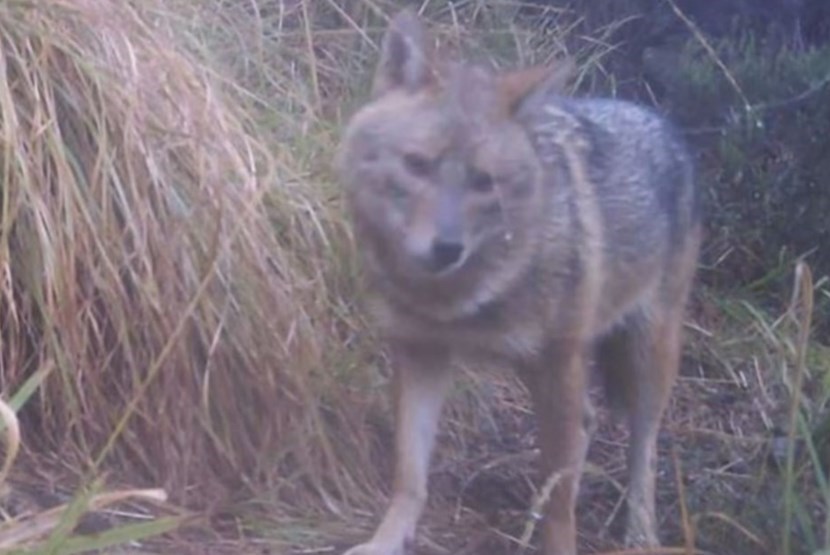 Lo sciacallo dorato ripreso a Prato