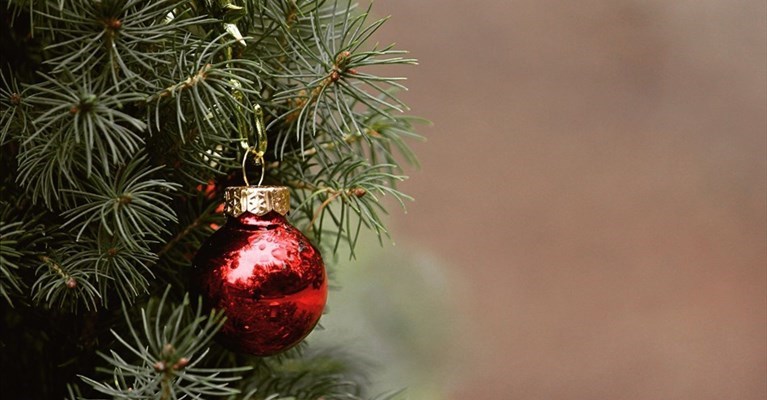 l'albero di Natale da salvare