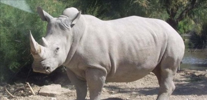 il rinoceronte bianco