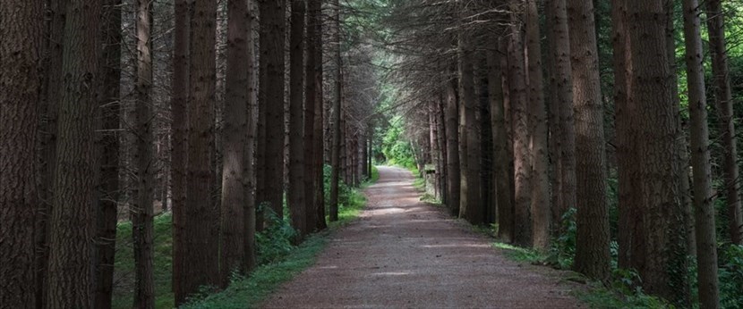 Positivi i primi risultati per la terapia forestale a Montesenario