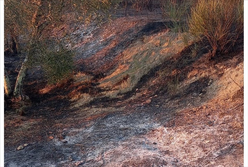 Fiamme nel bosco lungo via Vallombrosana: sul posto volontari e Vigili del fuoco
