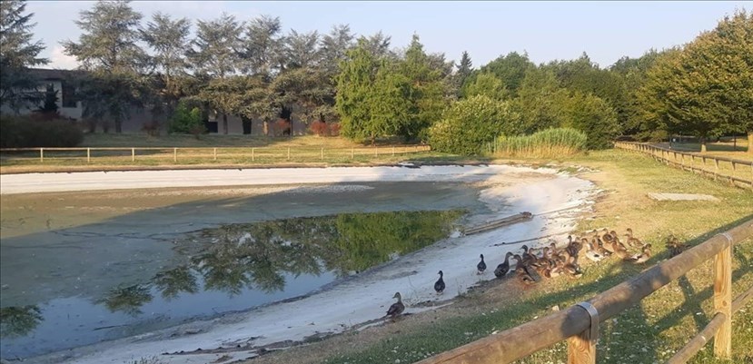 Le anatre rimaste al Parco