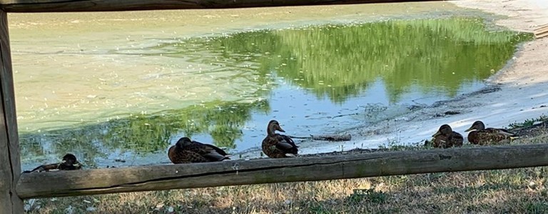 Il laghetto svuotato. Ma alcuni animali sono rimasti