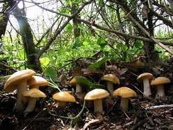 Vaglia. 'Blitz' contro i cercatori irregolari. Multe e...funghi sequestrati