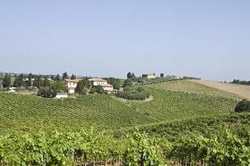 San Piero. I vini del podere Fortuna sbarcano in Giappone. E mietono successi...