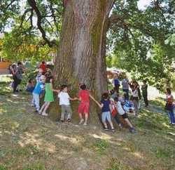 Un altro gigante del Mugello. La quercia di Prugnana (Galliano) abbracciata da 14 bambini