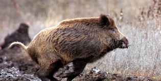 Morì per un cinghiale in strada. Comune di Vaglia condannato