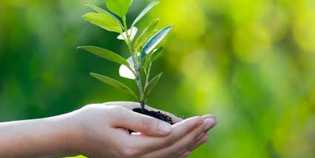 Un albero per ogni figlio che nasce in Mugello. La proposta...