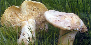 Firenzuola. Il 7-8 giugno ultimo fine settimana “al prugnolo”. Info...