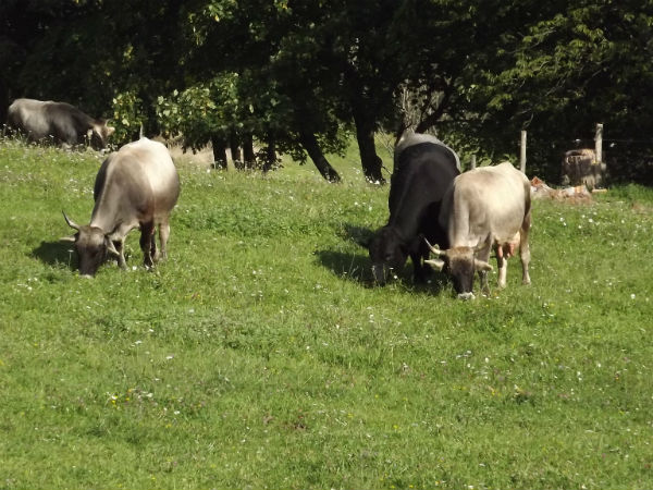 San Godenzo. La Fiera dei Poggi e la festa all'eremo. Info...