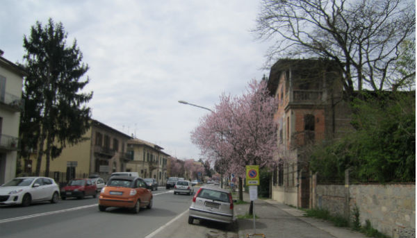 Borgo cambia volto. Giù (molti) alberi di Viale IV novembre