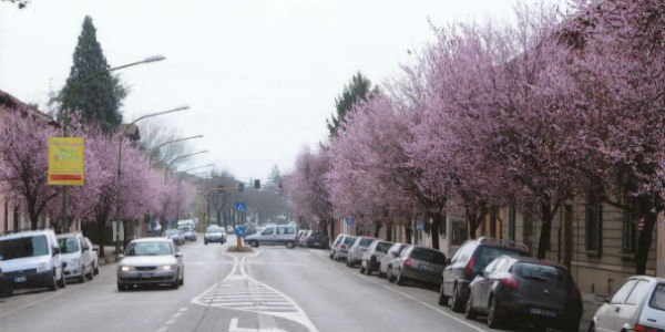 Borgo cambia volto. Giù (molti) alberi di Viale IV novembre