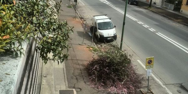 Borgo cambia volto. Giù (molti) alberi di Viale IV novembre
