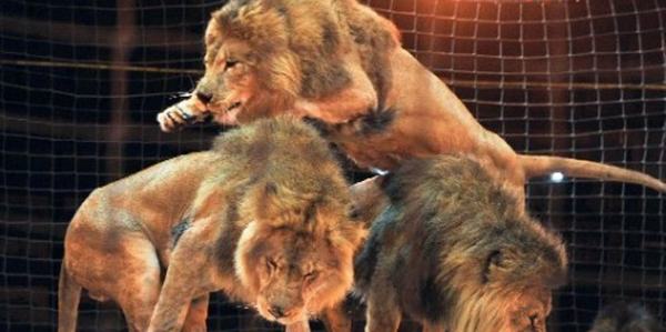 Circo con animali. Polemica sui biglietti in regalo