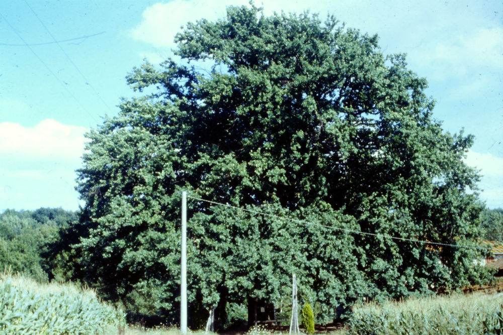 La storia della grande quercia di Ribottini nel ricordo del Prof. Capodarca