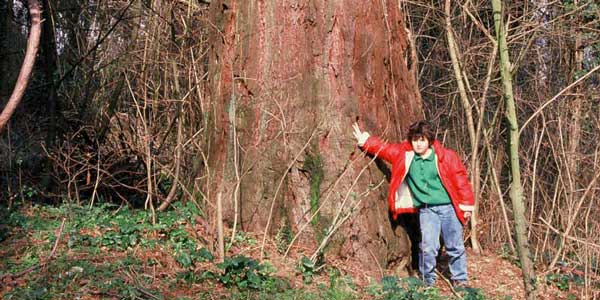 La Sequoia di Villa Torre Palagio. Fine di un glorioso testimone di guerra mugellano