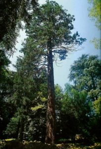 La Sequoia di Villa Torre Palagio. Fine di un glorioso testimone di guerra mugellano