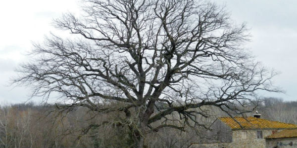 La storia della grande quercia di Ribottini nel ricordo del Prof. Capodarca