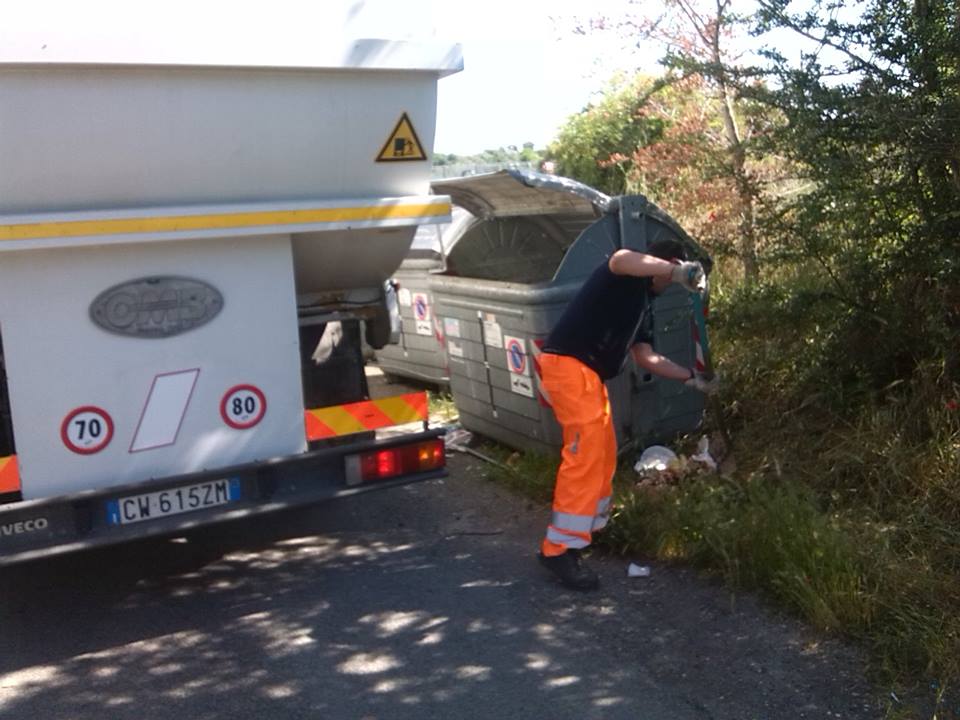 Cane nel cassonetto? No, resti di un cinghiale