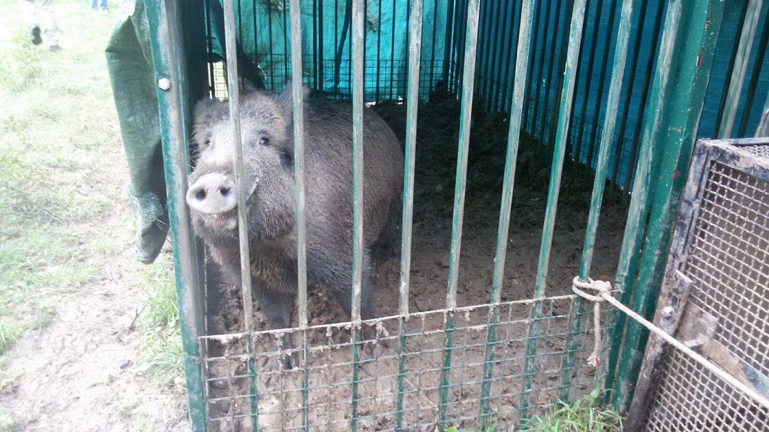 A Careggi, catturato cinghiale di un quintale