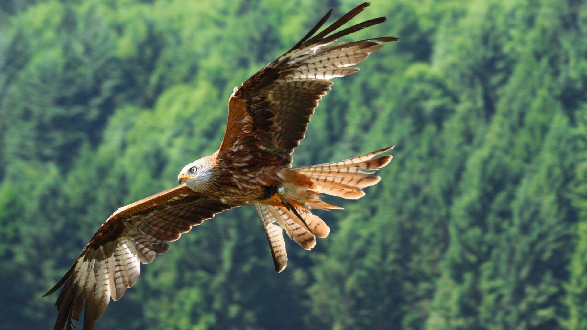 Workshop di Disegno, per il centro Rapaci di Vicchio