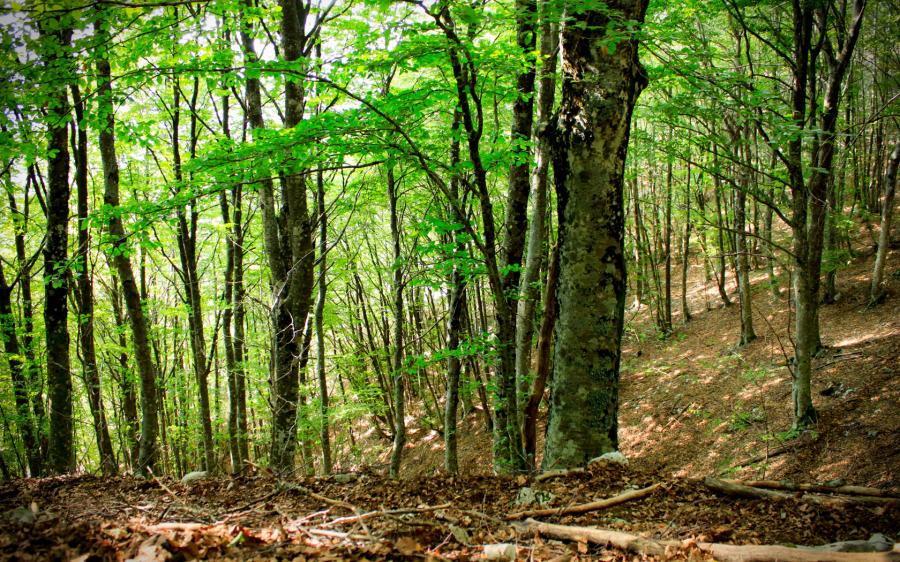 A Marradi il Comandante Regionale dei Carabinieri Forestali