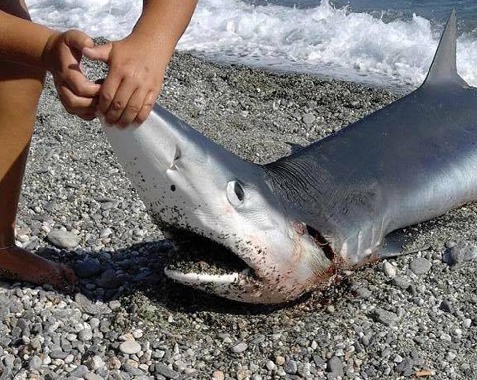 Bilancino, trovato uno squalo di 200 chili nelle acque del lago