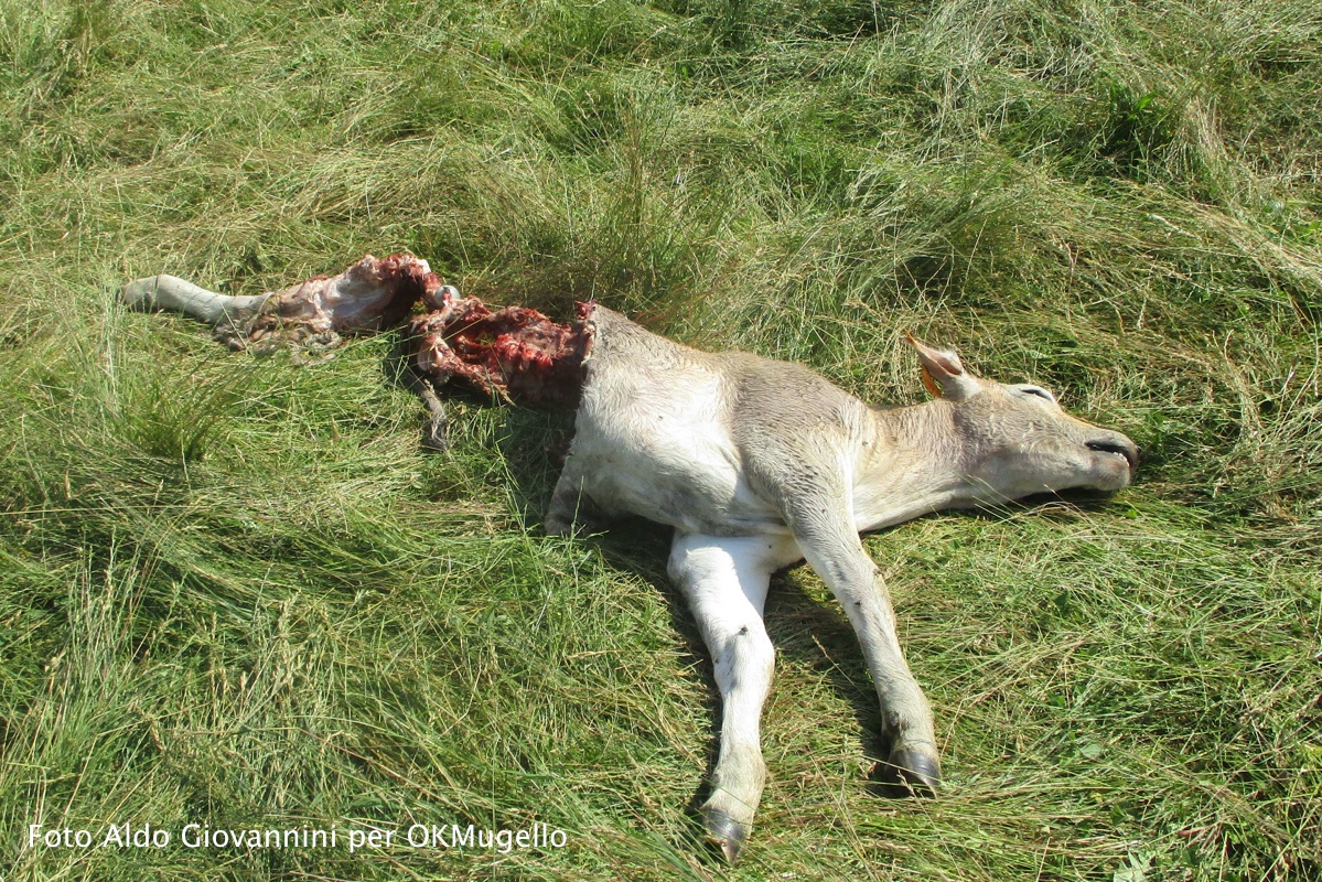 Lupi a Valdastra. Sbranati due vitelli, lo sfogo dell'allevatore raccolto da OKmugello