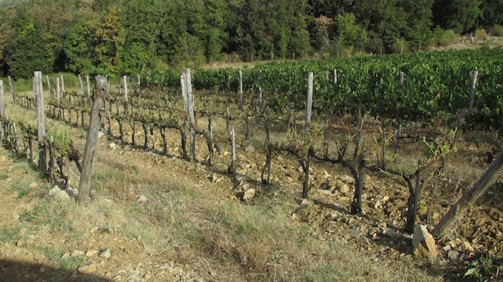 Ungulati. Arrivano gli ultrasuoni per difendere le coltivazioni