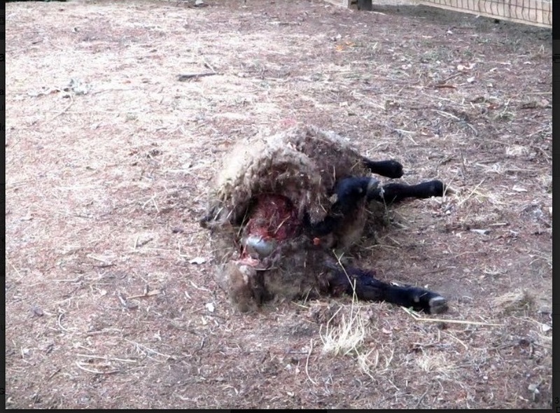 pecora sbranata lutiano