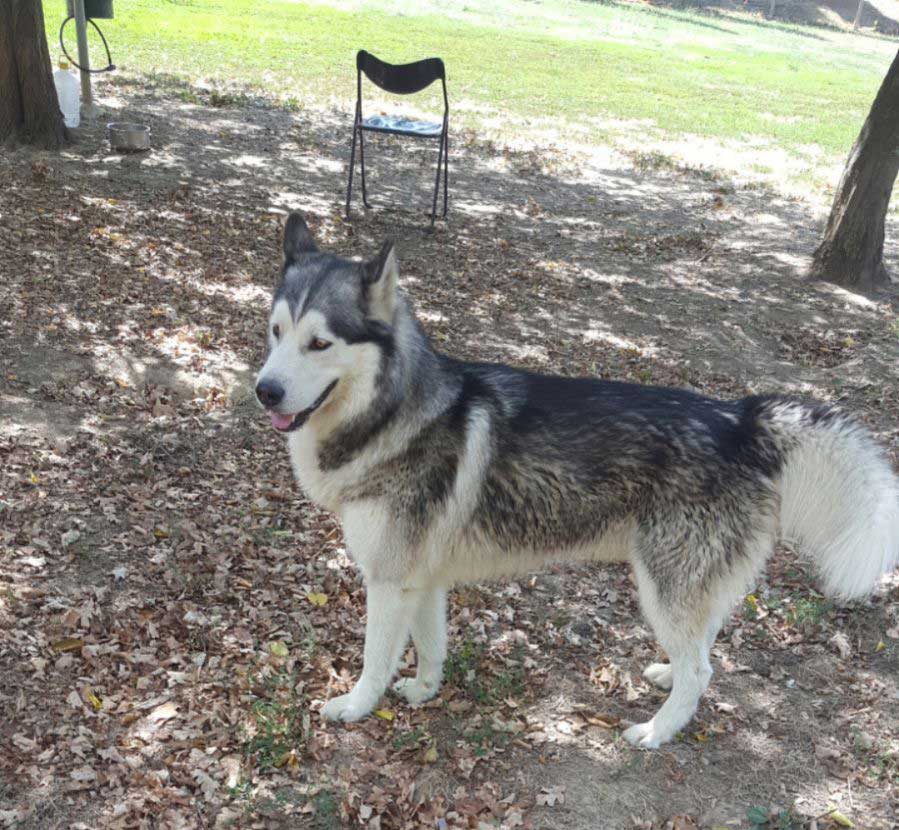 cane-randagio-dirazza