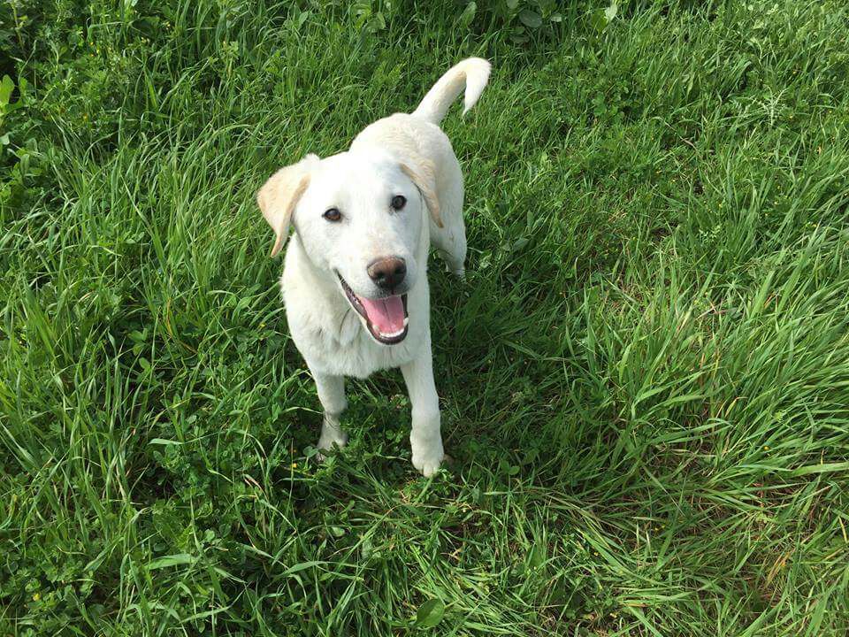 Veterinari gratis: la proposta del centrodestra