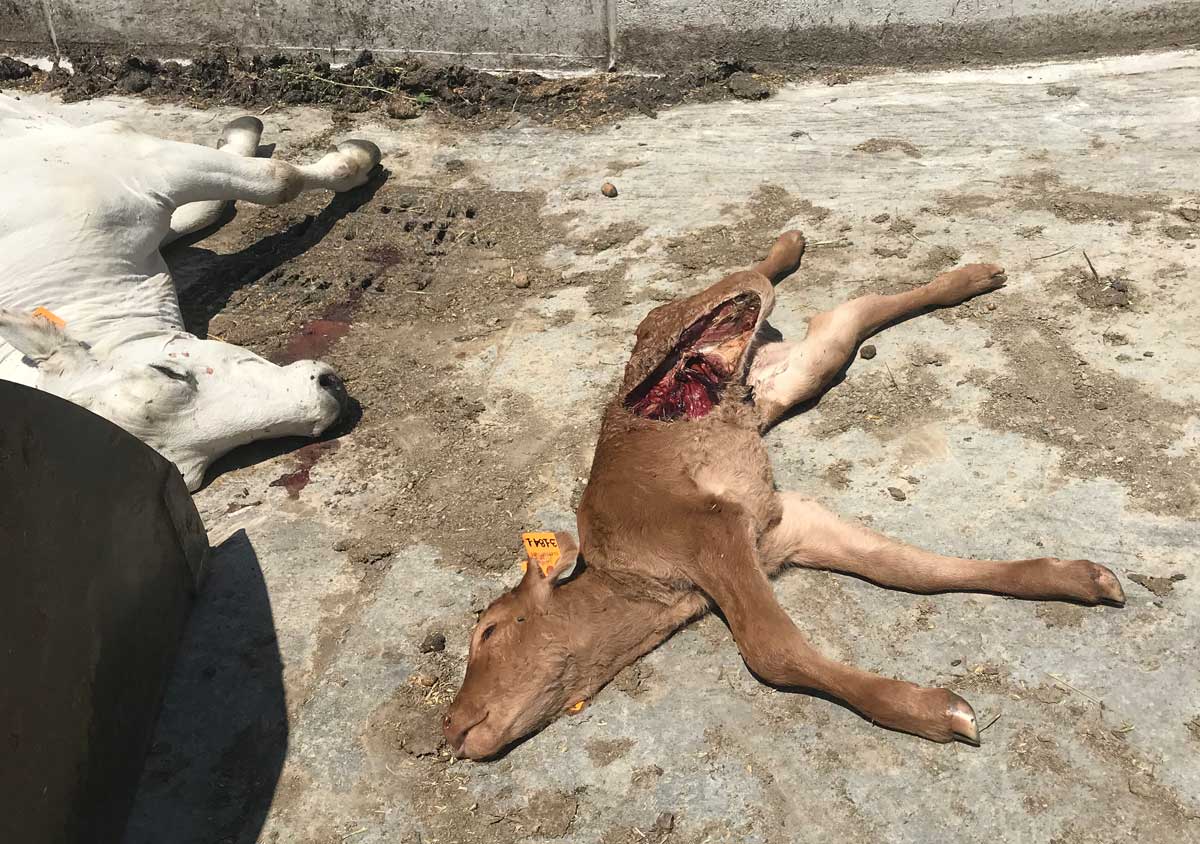 Lupi ancora in azione  fra Valdastra e la Sieve. Trovato  sbranato il secondo vitello