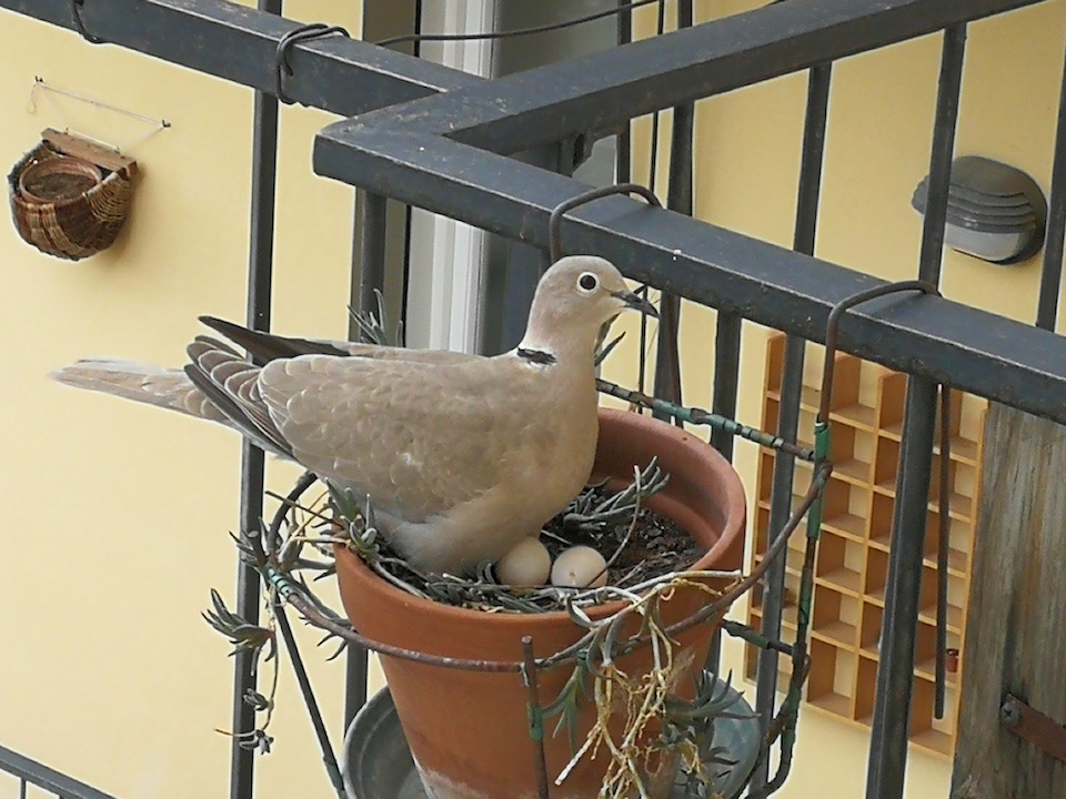 Sono nate le tortore nel vaso sul terrazzo. A Borgo la storia continua...
