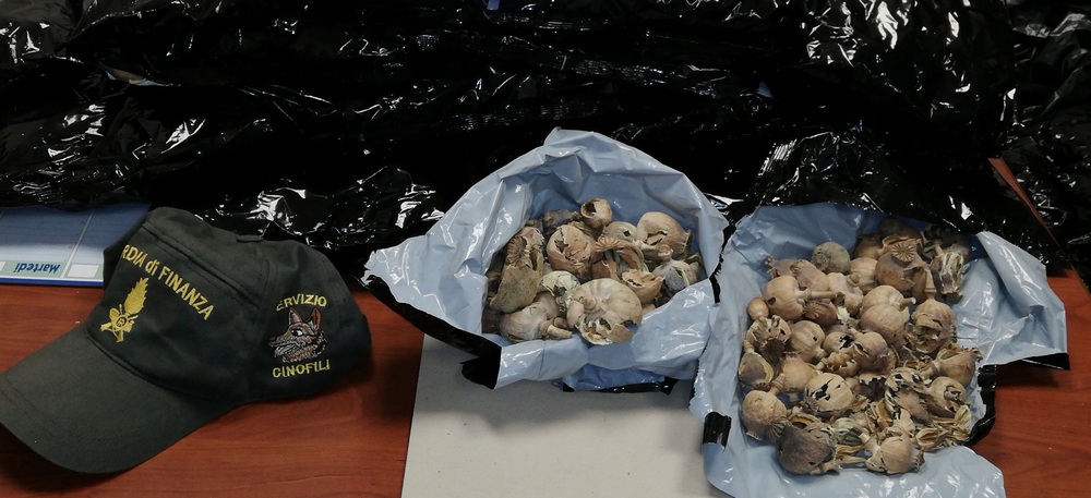 Sequestrati 3mila bulbi di papavero da oppio a bordo di un autobus