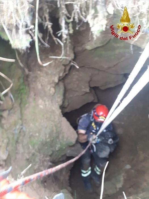 Il recupero del cane