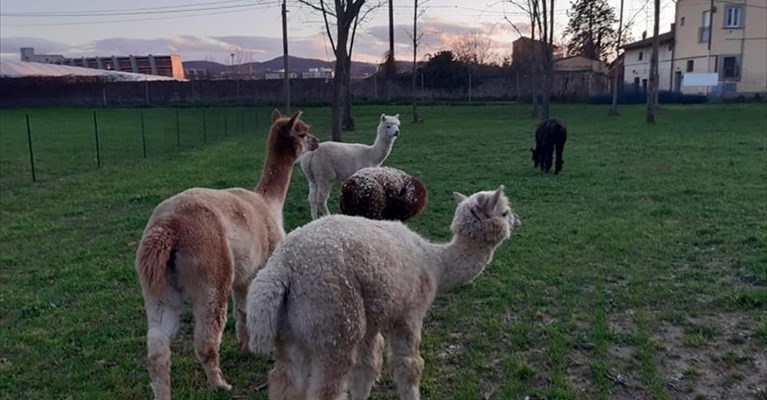 Gli alpaca scrutano il tramonto