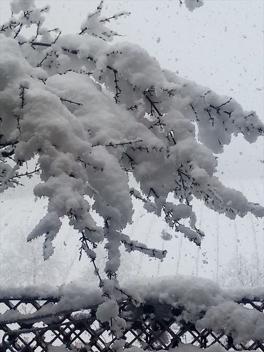 Neve a Falgano (Rufina)
