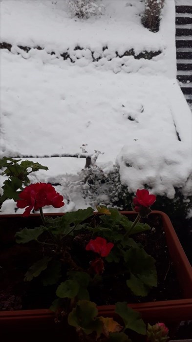Neve a San Godenzo via forlivese e via Falerona