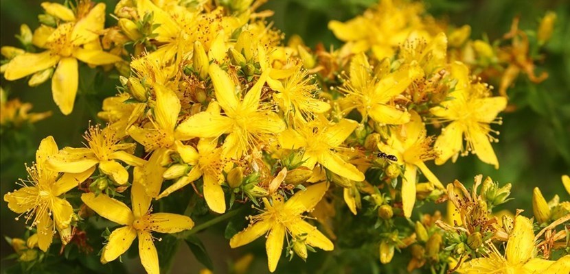 L'acqua di san Giovanni? un rito da recuperare