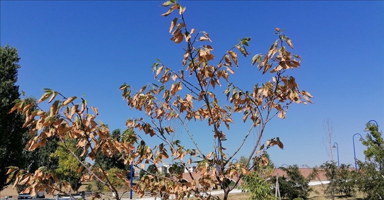 Il parco di San Donato