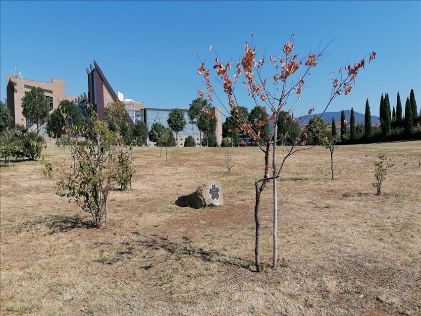 Il parco di San Donato, i ciliegi moribondi
