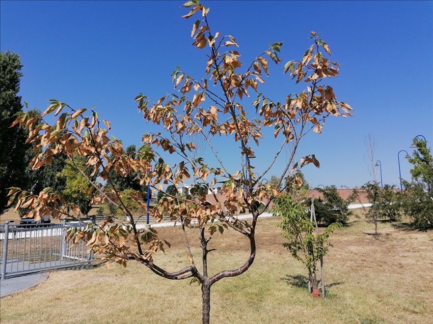 Il parco di San Donato, ancora i ciliegi