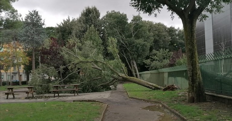 l'albero caduto nel giardino