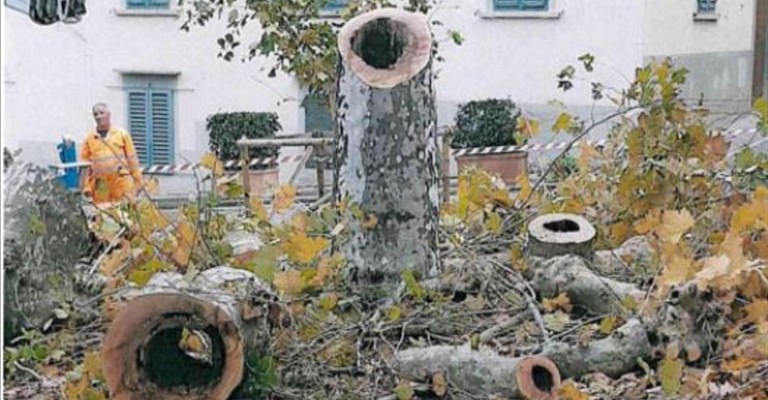 gli alberi tagliati a Fiesole